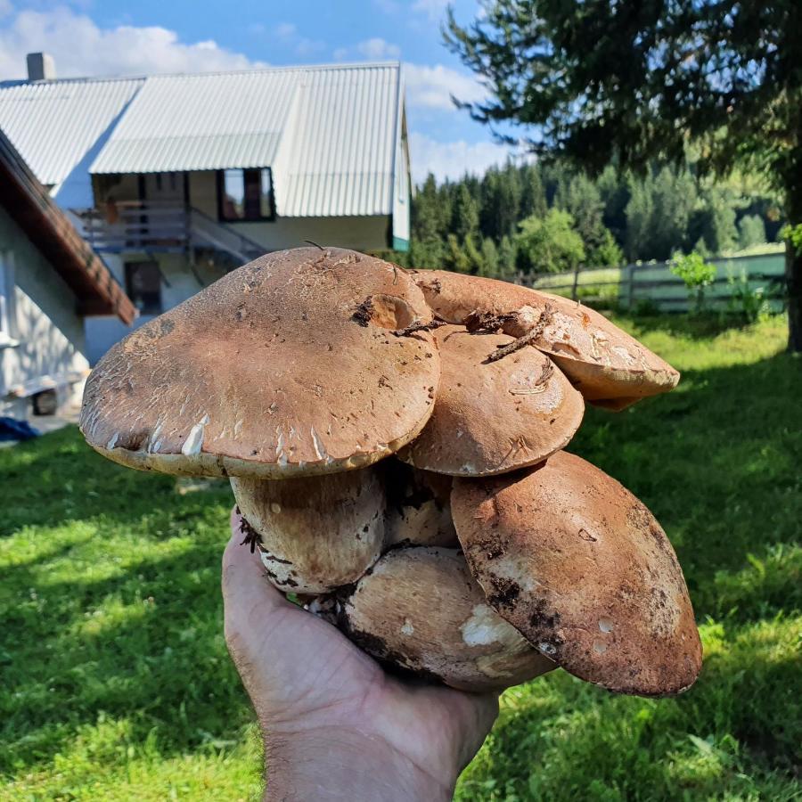 Planinska Koliba Ajdanovici Jelovac Nisicka Visoravan Olovo  Exterior photo